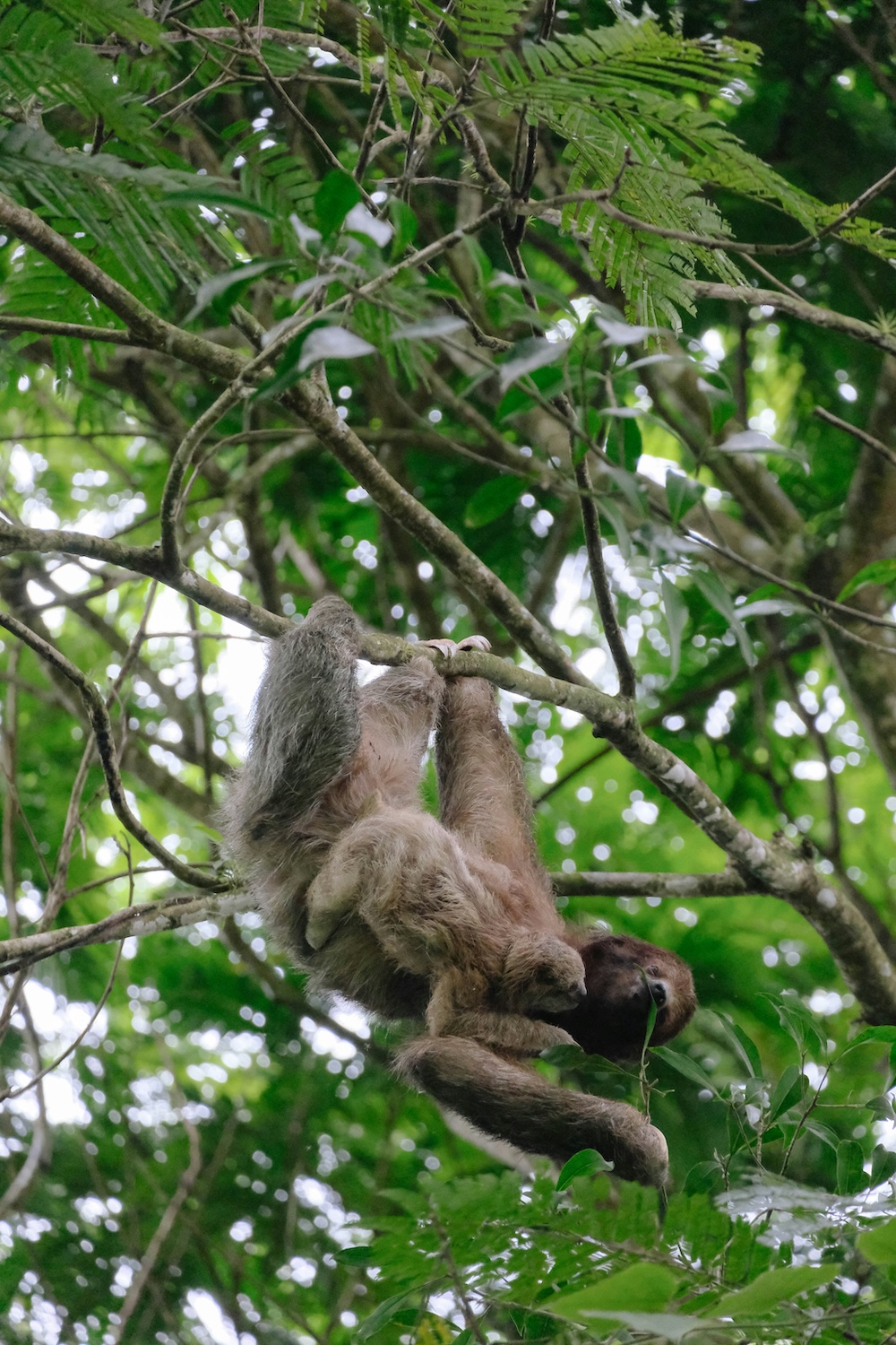 couples retreat sloths